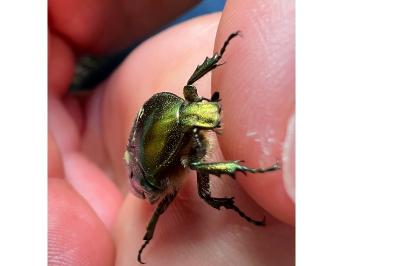<i>Cetonia aurata</i>