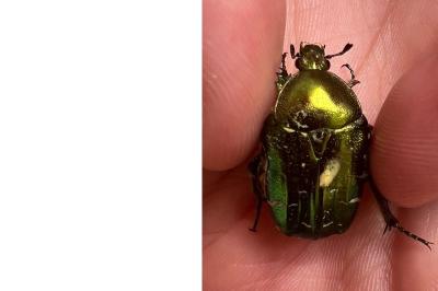 <i>Cetonia aurata</i>