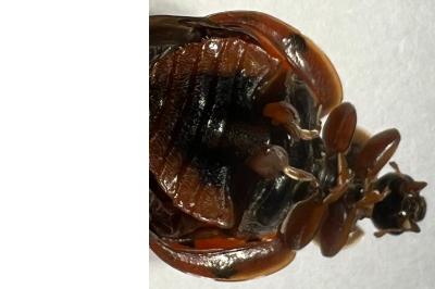 <i>Harmonia axyridis</i>
