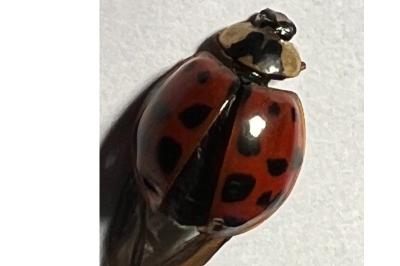<i>Harmonia axyridis</i>