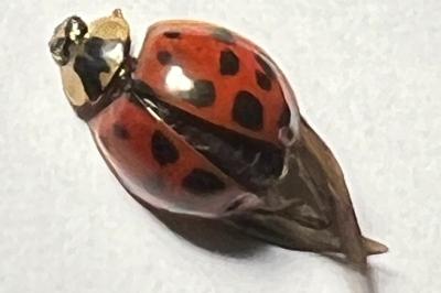 <i>Harmonia axyridis</i>