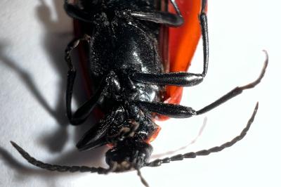 <i>Pyrochroa coccinea</i>