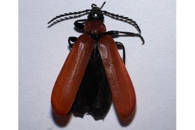 <i>Pyrochroa coccinea</i>