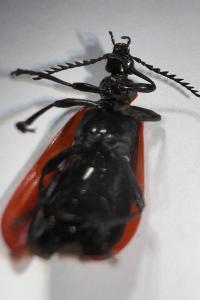 <i>Pyrochroa coccinea</i>