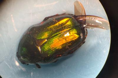 <i>Cetonia aurata</i>