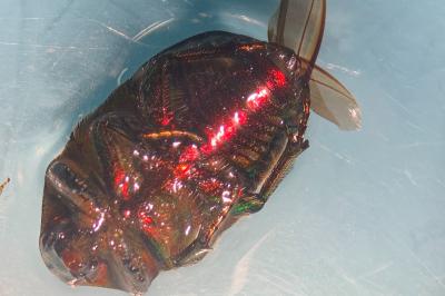<i>Cetonia aurata</i>