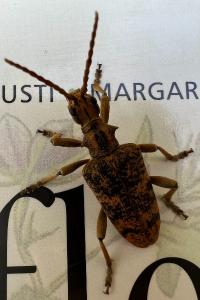 <i>Rhagium sycophanta</i>