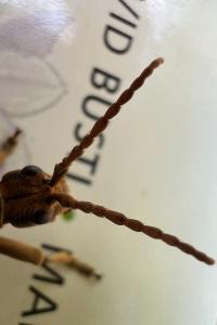 <i>Rhagium sycophanta</i>