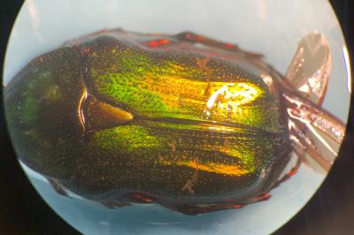 <i>Cetonia aurata</i>