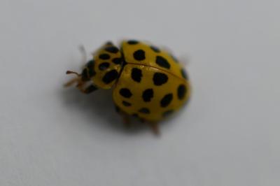 <i>Psyllobora vigintiduopunctata</i>
