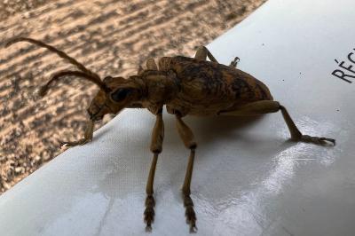 <i>Rhagium sycophanta</i>