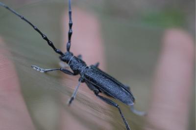<i>Cerambyx scopolii</i>