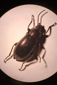 <i>Stenomax aeneus</i>