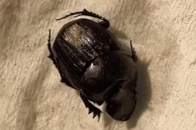 <i>Onthophagus verticicornis</i>