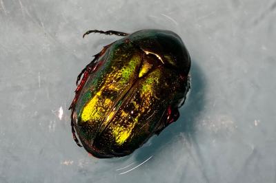 <i>Cetonia aurata</i>