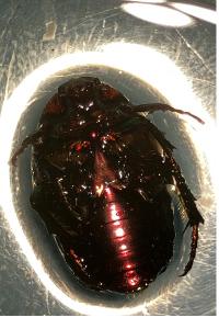 <i>Cetonia aurata</i>