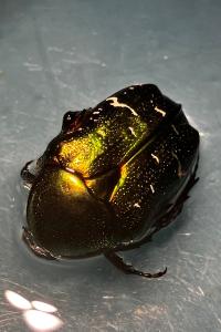 <i>Cetonia aurata</i>