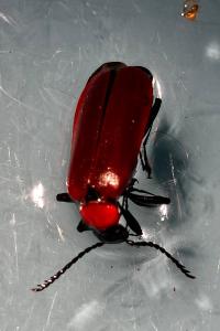<i>Pyrochroa coccinea</i>