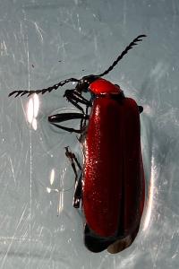 <i>Pyrochroa coccinea</i>