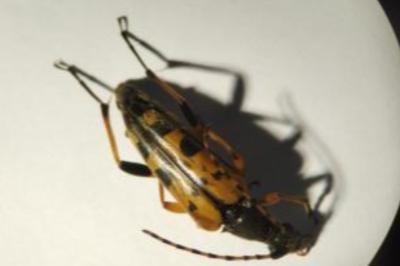 <i>Rutpela maculata</i>