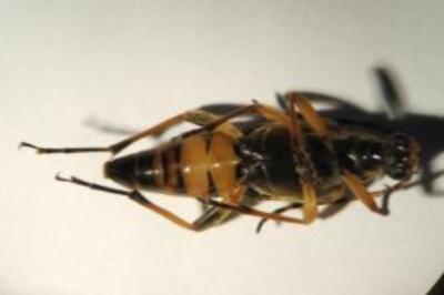 <i>Rutpela maculata</i>