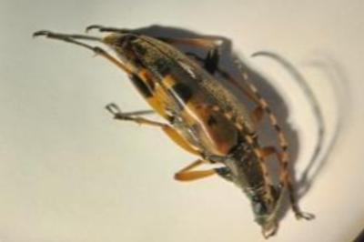 <i>Rutpela maculata</i>