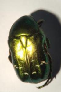 <i>Cetonia aurata</i>