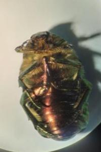 <i>Cetonia aurata</i>