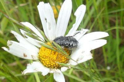 <i>Oxythyrea funesta</i>