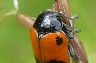 <i>Clytra laeviuscula</i>