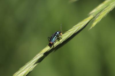 <i>Clanoptilus elegans</i>