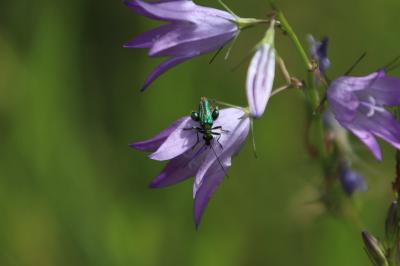 <i>Oedemera nobilis</i>