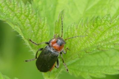 <i>Cantharis fusca</i>