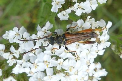 <i>Stenopterus rufus</i>