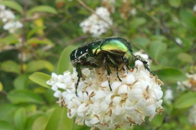 <i>Cetonia aurata</i>