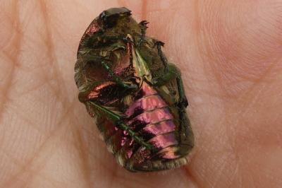 <i>Cetonia aurata</i>