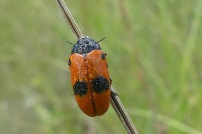 <i>Clytra laeviuscula</i>