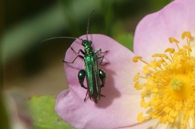 <i>Oedemera nobilis</i>