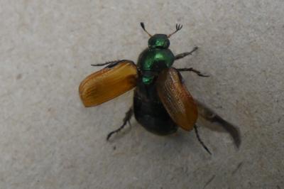 <i>Phyllopertha horticola</i>