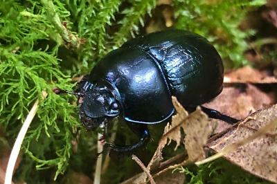 <i>Anoplotrupes stercorosus</i>