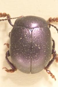 <i>Chrysolina sturmi sturmi</i>