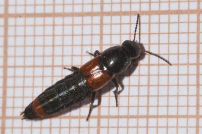 <i>Astrapaeus ulmi</i>