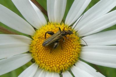<i>Oedemera flavipes</i>