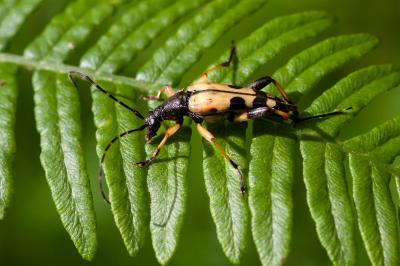 <i>Rutpela maculata</i>