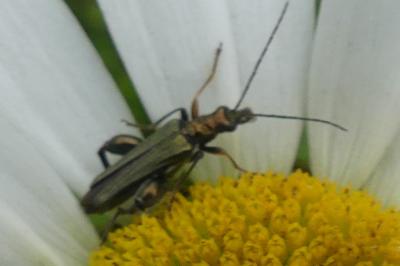 <i>Oedemera flavipes</i>