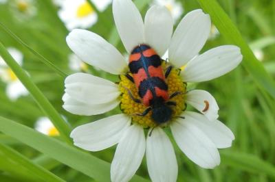 <i>Trichodes alvearius</i>
