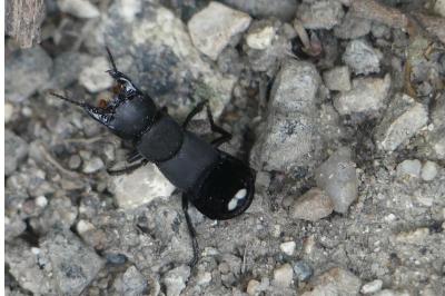 <i>Ocypus</i>