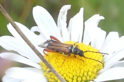 <i>Stenopterus rufus</i>