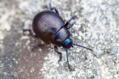 <i>Timarcha goettingensis</i>