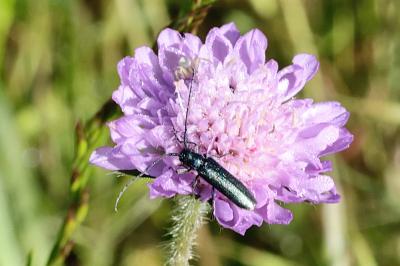 <i>Agapanthia</i>